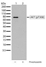 Phospho-AKT1 (Thr308) Antibody in Western Blot (WB)