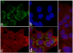 Phospho-EGFR (Tyr1068) Antibody in Immunocytochemistry (ICC/IF)