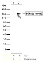 Phospho-EGFR (Tyr1068) Antibody in Western Blot (WB)