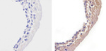 STAT2 Antibody in Immunohistochemistry (Paraffin) (IHC (P))