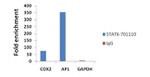 STAT6 Antibody