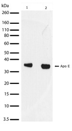 APOE Antibody in Western Blot (WB)