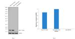 beta-2 Microglobulin Antibody