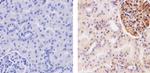 beta-2 Microglobulin Antibody in Immunohistochemistry (Paraffin) (IHC (P))