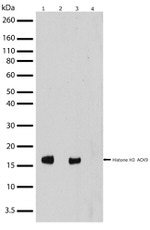 H3K9ac Antibody in Western Blot (WB)