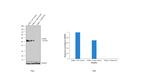 FOXA2 Antibody