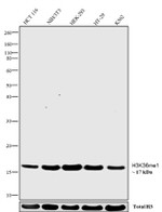 H3K36me1 Antibody in Western Blot (WB)