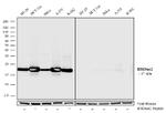 H3K9me2 Antibody in Western Blot (WB)