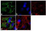 Glutaminase Antibody in Immunocytochemistry (ICC/IF)