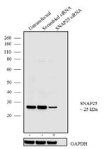 SNAP25 Antibody in Western Blot (WB)