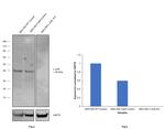 c-Jun Antibody in Western Blot (WB)