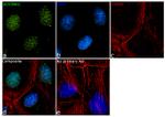 SUV39H1 Antibody in Immunocytochemistry (ICC/IF)