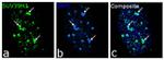 SUV39H1 Antibody in Immunocytochemistry (ICC/IF)