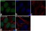 JMJD2A Antibody in Immunocytochemistry (ICC/IF)