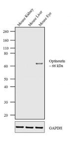 Optineurin Antibody in Western Blot (WB)