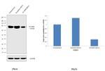 LIMP2 Antibody in Western Blot (WB)