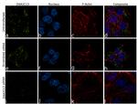 DNAJC13 Antibody