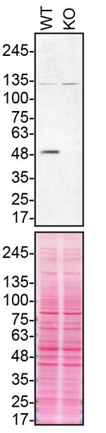 Parkin Antibody