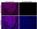 Lamin B1 Antibody in Immunohistochemistry (Paraffin) (IHC (P))