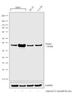 STING Antibody in Western Blot (WB)