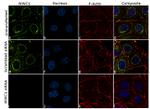 WWC1 Antibody in Immunocytochemistry (ICC/IF)