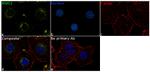 WWC1 Antibody in Immunocytochemistry (ICC/IF)