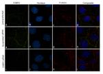 53BP2 Antibody in Immunocytochemistry (ICC/IF)