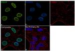 VGLL4 Antibody in Immunocytochemistry (ICC/IF)