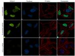 VGLL4 Antibody in Immunocytochemistry (ICC/IF)