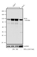 IFI16 Antibody