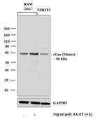 cGAS Antibody in Western Blot (WB)