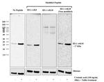 H3K18cr Antibody