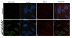 H3K18cr Antibody in Immunocytochemistry (ICC/IF)