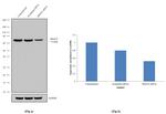 PRMT5 Antibody in Western Blot (WB)