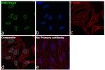 H3K27me1 Antibody in Immunocytochemistry (ICC/IF)