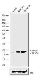 H3K4ac Antibody in Western Blot (WB)