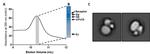 GPCR/G-protein complex-stabilizing scFv Antibody