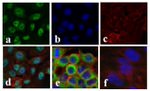 NFkB p65 Antibody