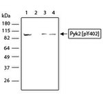 Phospho-PYK2 (Tyr402) Antibody in Western Blot (WB)