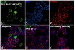 IL-10 Antibody in Immunocytochemistry (ICC/IF)