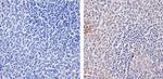 TLR4 Antibody in Immunohistochemistry (Paraffin) (IHC (P))