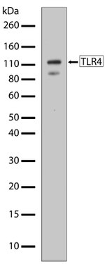 TLR4 Antibody in Western Blot (WB)