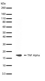 TNF alpha Antibody in Western Blot (WB)