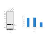 S6 Antibody in Western Blot (WB)