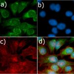 MEK1 Antibody in Immunocytochemistry (ICC/IF)