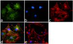 VDAC Antibody in Immunocytochemistry (ICC/IF)