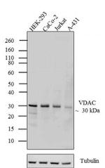 VDAC Antibody in Western Blot (WB)