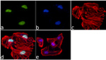 H3K4me1 Antibody in Immunocytochemistry (ICC/IF)