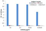 H3K9me2 Antibody in ELISA (ELISA)