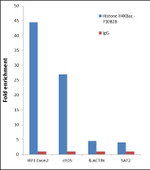 H4K8ac Antibody in ChIP Assay (ChIP)